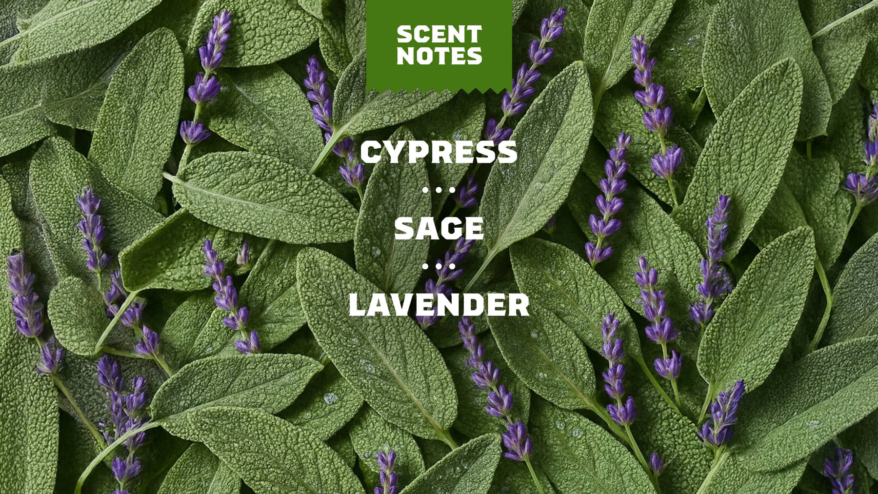 Alpine Sage - Gentle Mist
