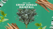 Rainforest Rapids Precision Deo - Clean Mood